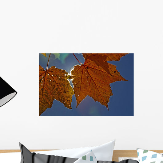 Fall Colors And Sunshine, Ontario Wall Mural