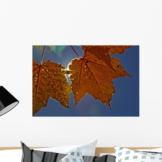 Fall Colors And Sunshine, Ontario Wall Mural