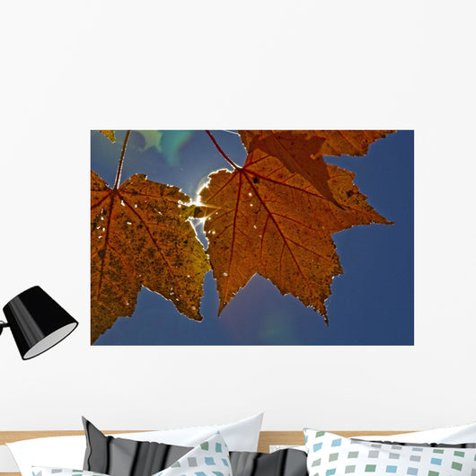 Fall Colors And Sunshine, Ontario Wall Mural
