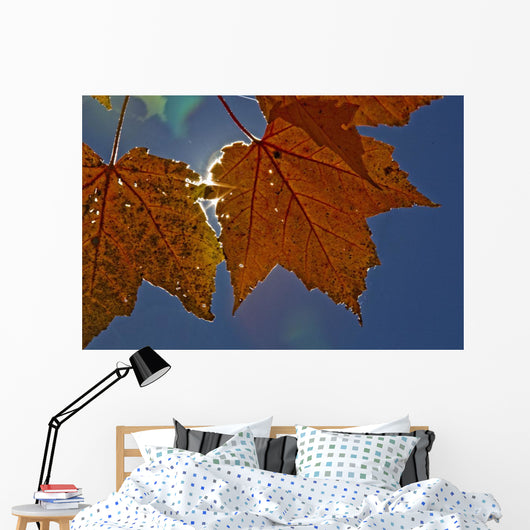 Fall Colors And Sunshine, Ontario Wall Mural