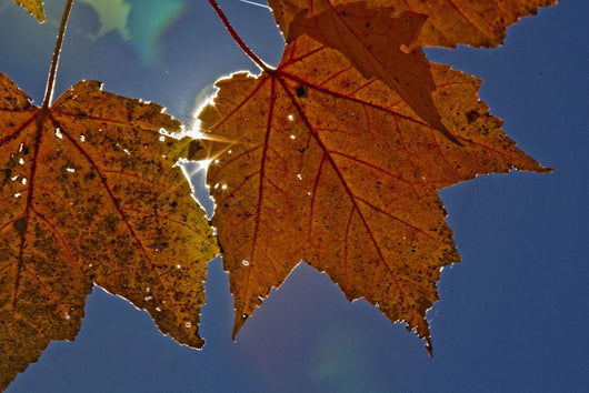 Fall Colors And Sunshine, Ontario Wall Mural