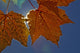 Fall Colors And Sunshine, Ontario Wall Mural