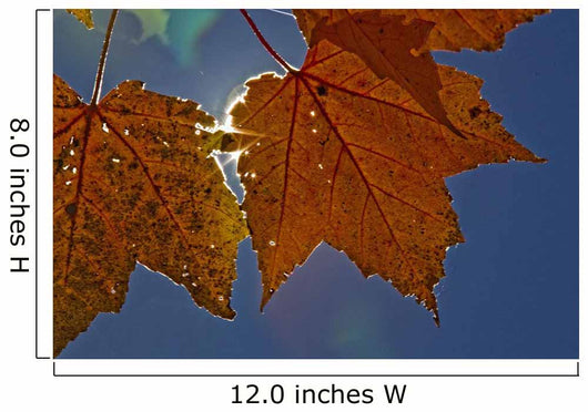 Fall Colors And Sunshine, Ontario Wall Mural