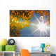 Fall Colors And Sunshine, Ontario Wall Mural