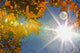 Fall Colors And Sunshine, Ontario Wall Mural
