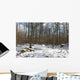 Foret Sous La Neige Wall Mural