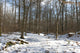 Foret Sous La Neige Wall Mural