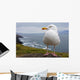 European Herring Gull Perched Wall Mural