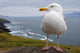 European Herring Gull Perched Wall Mural