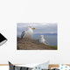 Seagulls On Slea Head On The Dingle Peninsula Wall Mural