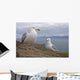 Seagulls On Slea Head On The Dingle Peninsula Wall Mural