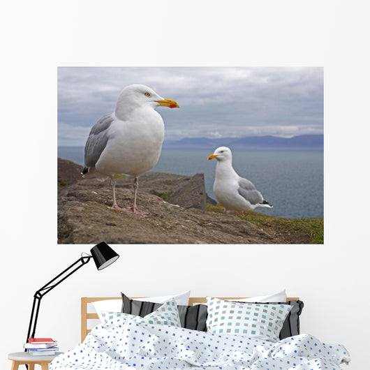 Seagulls On Slea Head On The Dingle Peninsula Wall Mural