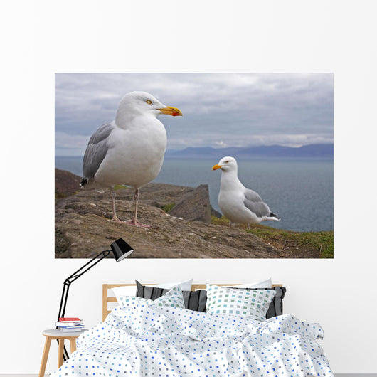 Seagulls On Slea Head On The Dingle Peninsula Wall Mural