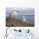 Seagulls On Slea Head On The Dingle Peninsula Wall Mural