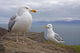 Seagulls On Slea Head On The Dingle Peninsula Wall Mural