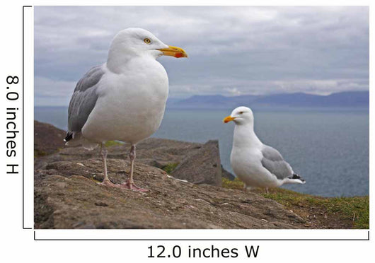 Seagulls On Slea Head On The Dingle Peninsula Wall Mural