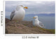Seagulls On Slea Head On The Dingle Peninsula Wall Mural