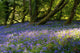 Mount Congreve Gardens Wall Mural