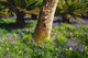 Mount Congreve Gardens Wall Mural