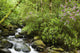 Water Flowing Down A River Surrounded By Lush Trees Wall Mural