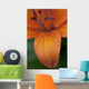 Close-Up Of Orange Lily Flower After Rain Wall Mural