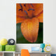 Close-Up Of Orange Lily Flower After Rain Wall Mural