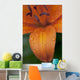 Close-Up Of Orange Lily Flower After Rain Wall Mural