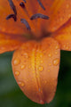 Close-Up Of Orange Lily Flower After Rain Wall Mural