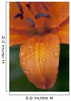 Close-Up Of Orange Lily Flower After Rain Wall Mural