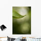 Close-Up Of White Lilac Leaf Wall Mural
