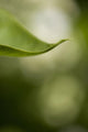 Close-Up Of White Lilac Leaf Wall Mural