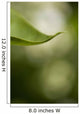 Close-Up Of White Lilac Leaf Wall Mural