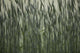 Long Grass In Farm Field Wall Mural
