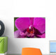 Orchid