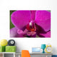 Orchid