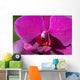 Orchid