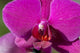 Orchid