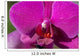 Orchid