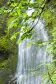 Marymere Falls, Olympic National Park Wall Mural