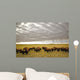 Bison Grazing, Saskatchewan, Canada Wall Mural
