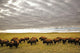 Bison Grazing, Saskatchewan, Canada Wall Mural