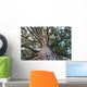 Sequoia Wall Mural