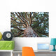 Sequoia Wall Mural