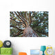 Sequoia Wall Mural