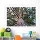 Sequoia Wall Mural