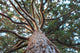 Sequoia Wall Mural