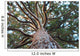 Sequoia Wall Mural