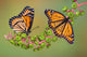 Viceroys on Poke Weed Wall Mural
