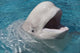 Beluga Whale In Captivity - Marineland - Niagara Falls Wall Mural