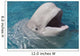 Beluga Whale In Captivity - Marineland - Niagara Falls Wall Mural